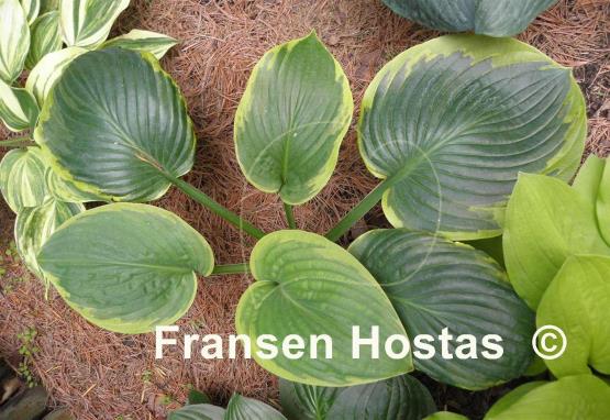 Hosta Soldier Boy